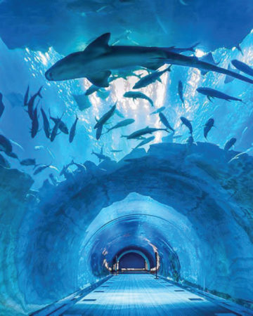 Dubai Aquarium & Underwater Zoo